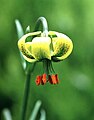 Лілія піренейська (Lilium pyrenaicum)