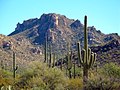 Parc national de Saguaro.