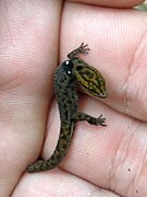 Le petit mabouya (Sphaerodactylus)