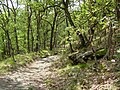 Laubmischwald am Vinschger Sonnenberg