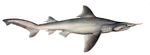 Requin b�cune.