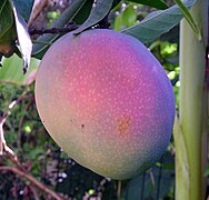 A nearly ripened purple mango, Israel