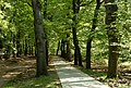 Rheden, dans le Parc National Veluwezoom