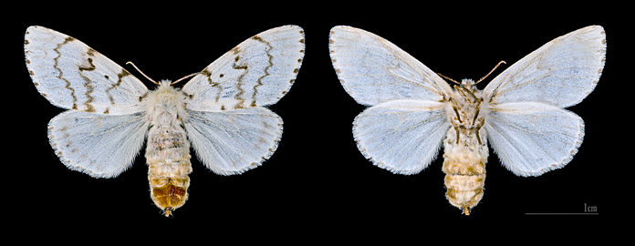 Lymantria dispar