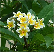 Plumeria rubra di Israel