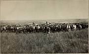 Ganader�a de vacuno en Argentina, 1903. La ganader�a de vacuno tiene una larga tradici�n en la cuenca del R�o de La Plata.