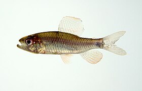 Crenuchus spilurus (Crenuchidae)