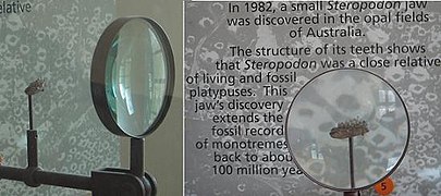 La mandíbula de Steropodon en exhibición en el Museo Americano de Historia Natural, en Nueva York.