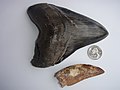 Dientes de megalod�n y Carcharodontosaurus. Este �ltimo fue encontrado en el desierto del Sahara