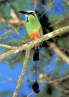 Feketetorkú motmot