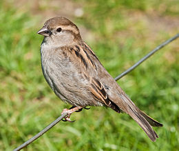 Naminis žvirblis (Passer domesticus)