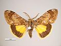 Orgyia anartoides (Lymantriinae, Orgyiini)