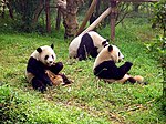 Three giant panda on grass.