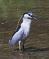 Bakcs� (Nycticorax nycticorax)