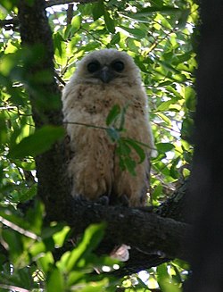 Kalapöllö (Scotopelia peli)