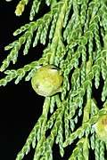 Cupressus nootkatensis