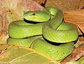 Trimeresurus albolabris insularis