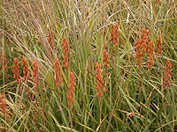 Floraison de la narthécie des marais