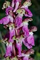 Orchis spitzelii