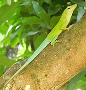 Anolis.