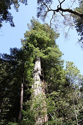 Jättiläispunapuu (Sequoia sempervirens)