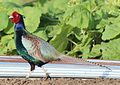 Green pheasant