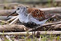 Havasi partfutó (Calidris alpina)