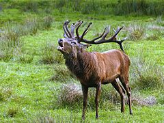 Le cerf élaphe est présent à l'est du massif.