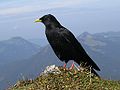 Havasi cs�ka (Pyrrhocorax graculus)