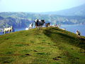 Sapi bebas berkeliaran di bukit-bukit hijau di Batanes