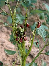 Plant de pomme de terre défolié par des larves de doryphores