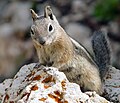 17. Aranyfarkú ürge (Callospermophilus lateralis) (Bryce-Kanyon, Utah, Amerikai Egyesült Államok) (javítás)/(csere)