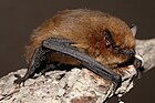 Pipistreli xhuxh