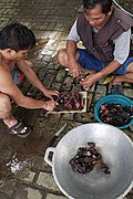 Preparazione dei pipistrelli