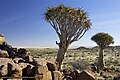 Quivertree Forest - Karas, Namibja