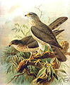 Kis héja (Accipiter brevipes)