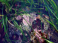 Un crabe couvert d'algues rouges � Moss Beach, en Californie.