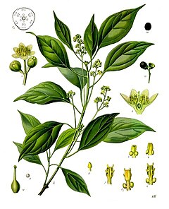 Description de l'image Cinnamomum_camphora_-_Köhler–s_Medizinal-Pflanzen-181.jpg.