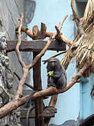 Gray monkey