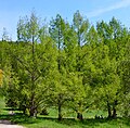 Des metasequoia glyptostroboides.