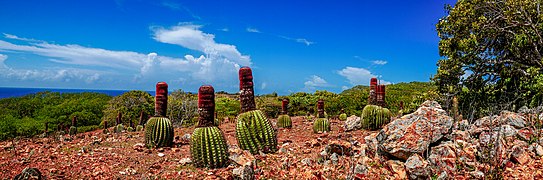 Cactus « Têtes à l'Anglais » poussant en zone aride.