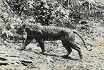 Tigre de Java photographié en 1938 à Ujung Kulon.