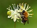 Blüten der Winterlinde mit Baumhummel