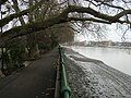 Il fiume Tamigi da Bishop's Park