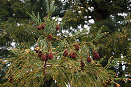 Sequoia sempervirens