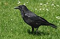 Kormos varj� (Corvus corone)