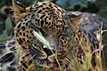 L�opard (Panthera pardus).