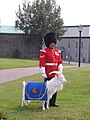 Une chèvre, mascotte du Royal 22e Régiment (Québec).