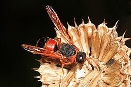 Pachodynerus erynnis