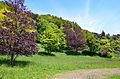 Des érables planes (acer platanoides), au feuillage de couleur rouge.